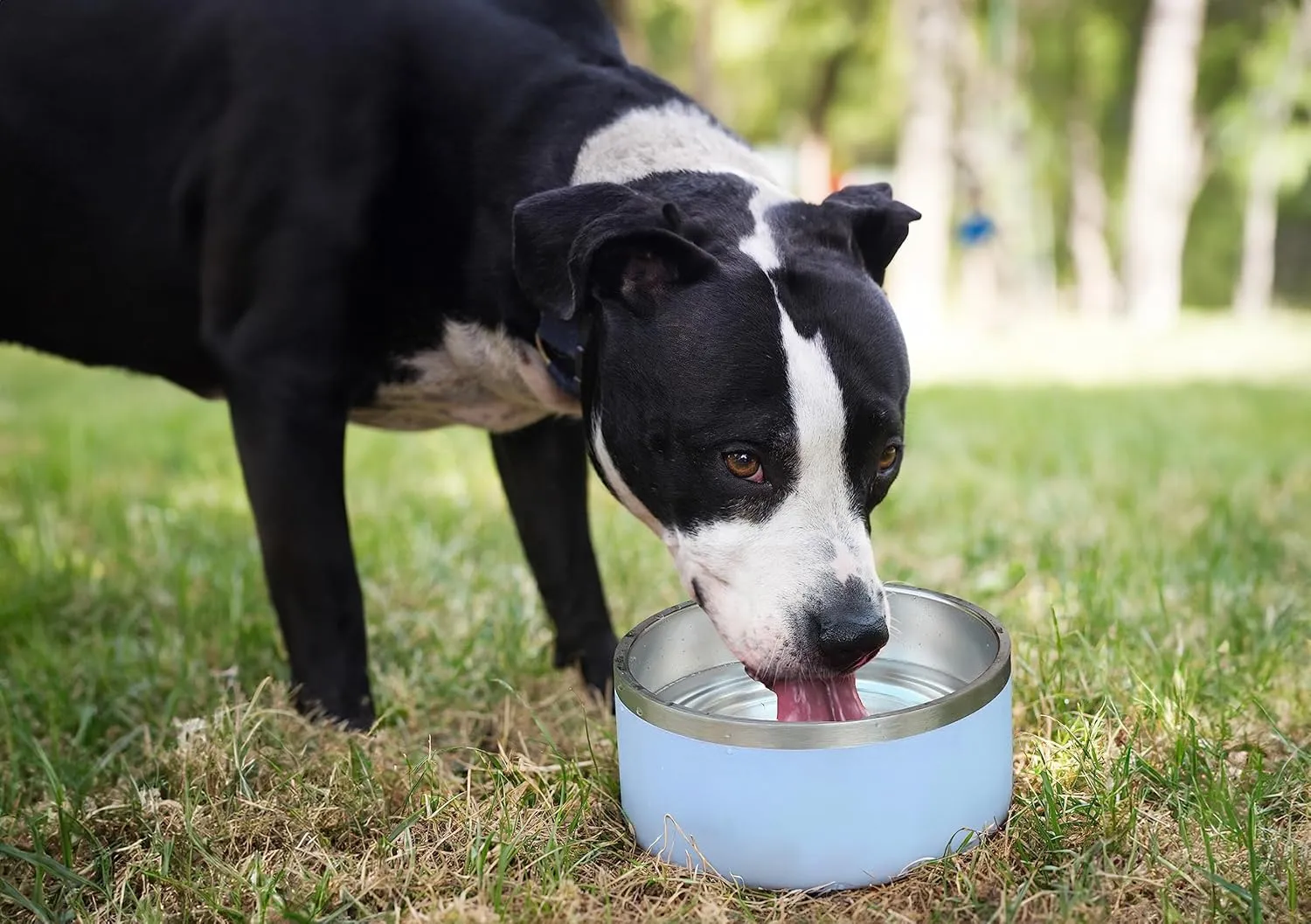 ALPINE Set of 2 Stainless Steel Dog Bowls, Non Slip, Metal Pet Bowl for Food and Water, Double Walled Insulated, Rustproof, Dishwasher Safe (32 oz, Sky Blue)