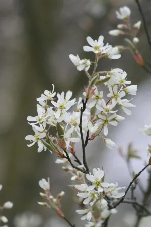 TriStar Plants - Allegheny Serviceberry - 1 Gallon Trade Pot - Native Plant, Live Fast Growing Tree, Healthy Established Roots
