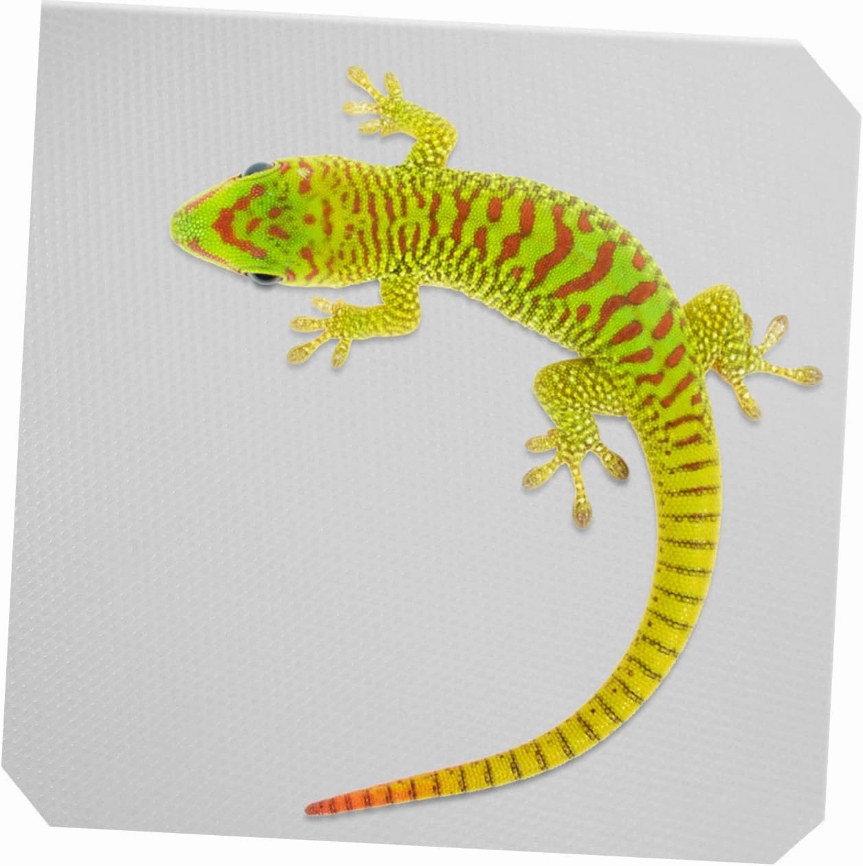 YARNOW Bearded Dragon Tank Mat Reptile Carpet Snake Bedding Eva Mat Nonslip Surface for Reptile Cage