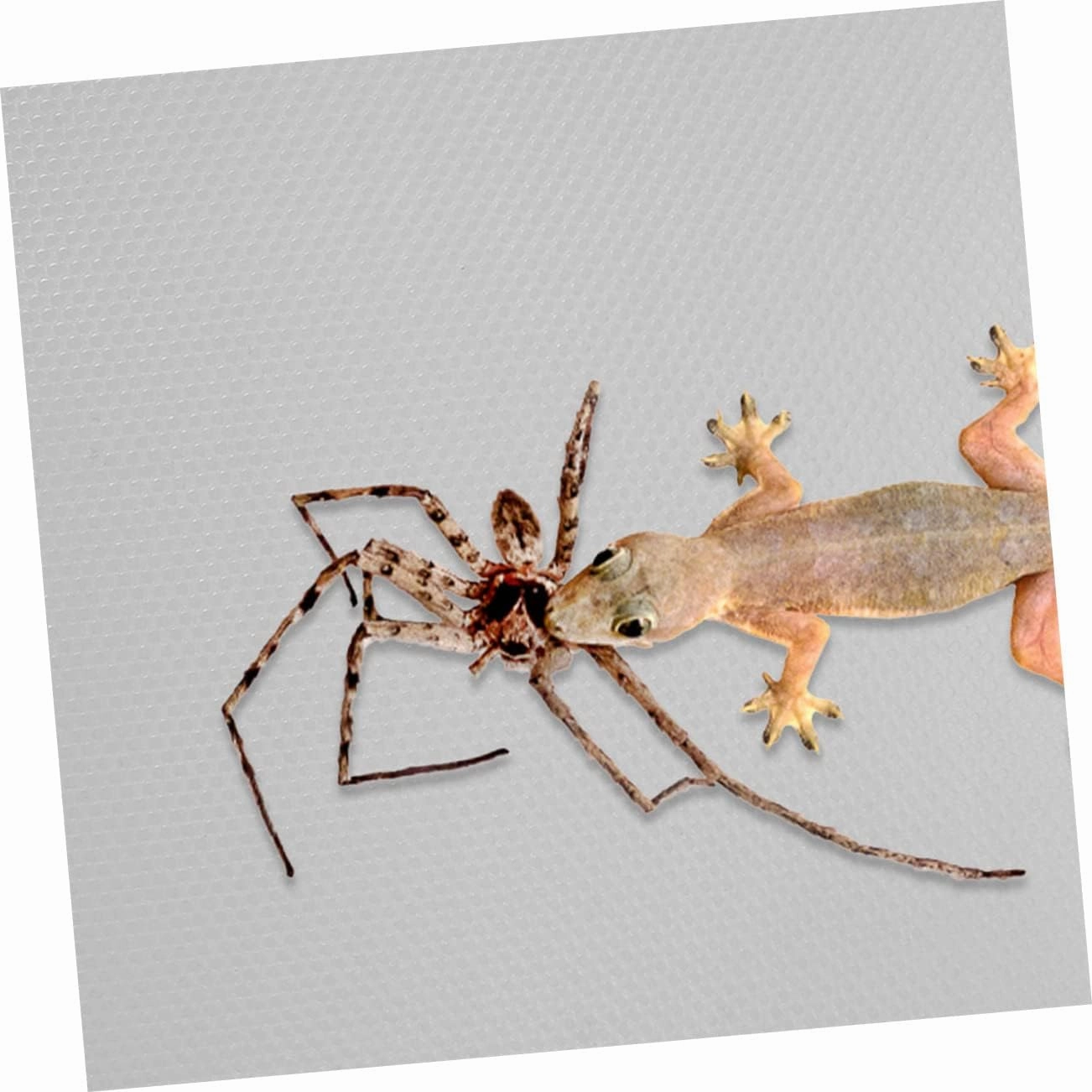 YARNOW Bearded Dragon Tank Mat Reptile Carpet Snake Bedding Eva Mat Nonslip Surface for Reptile Cage
