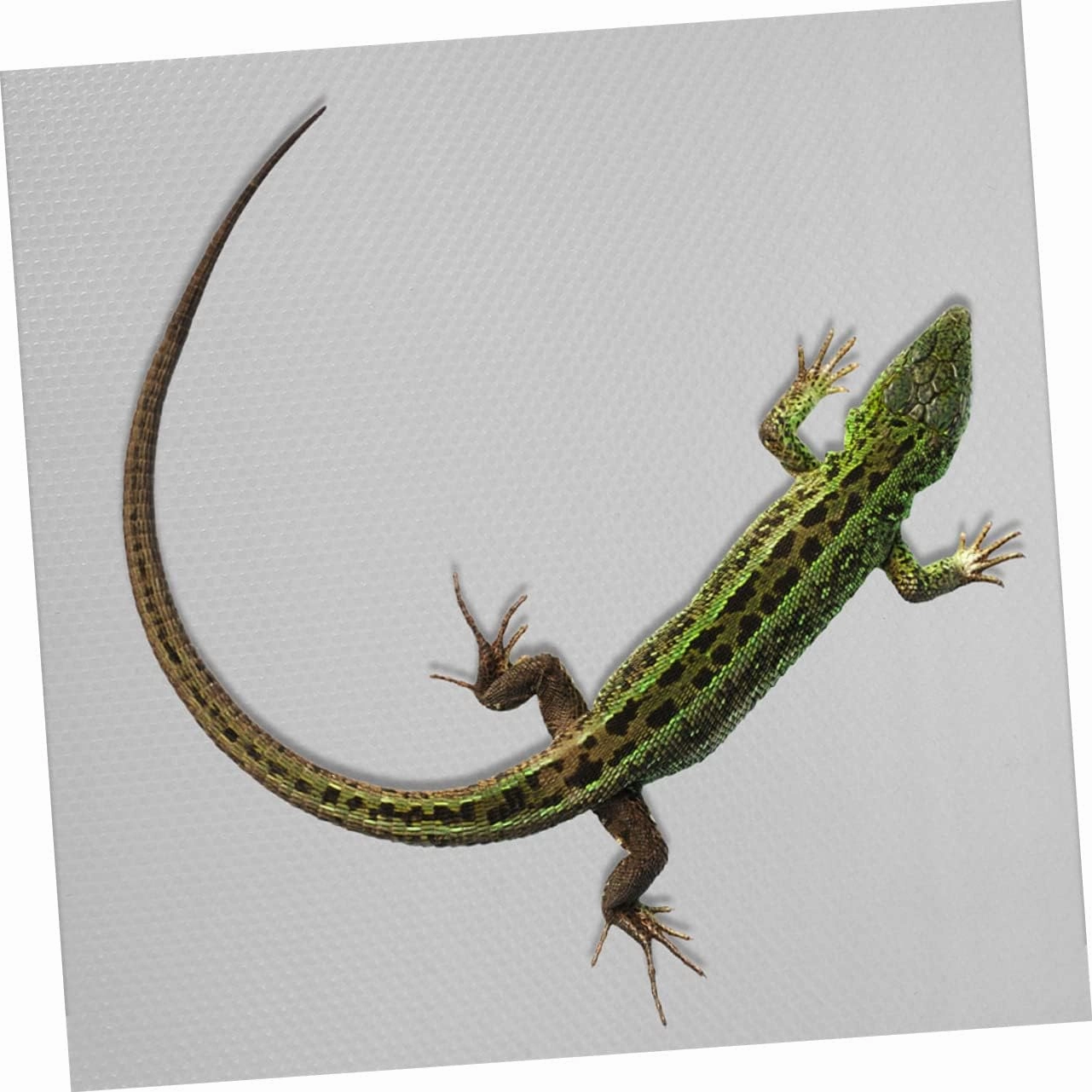 YARNOW Bearded Dragon Tank Mat Reptile Carpet Snake Bedding Eva Mat Nonslip Surface for Reptile Cage